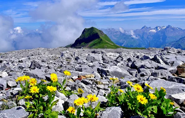 Flowers, mountains, stones, France, Alps, Haute-Savoie