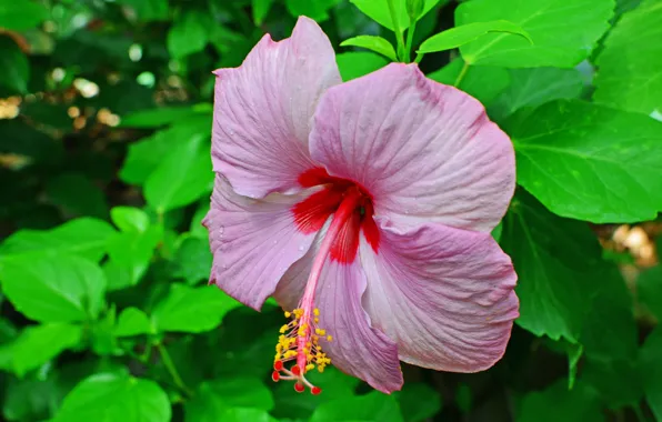 Petals, stamens, bright, flowering, leaves, hibiscus