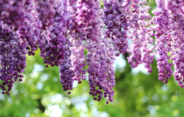 Bunches, Wisteria, Wisteria