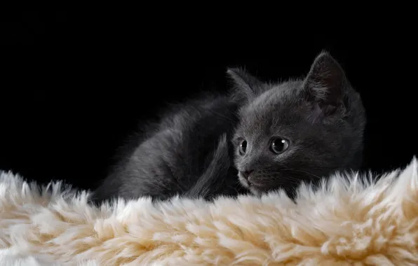 Baby, muzzle, fur, kitty, black background