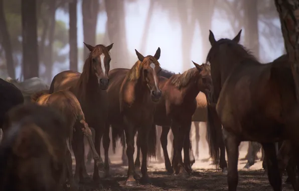 Forest, light, trees, nature, fog, horses, horse, brown