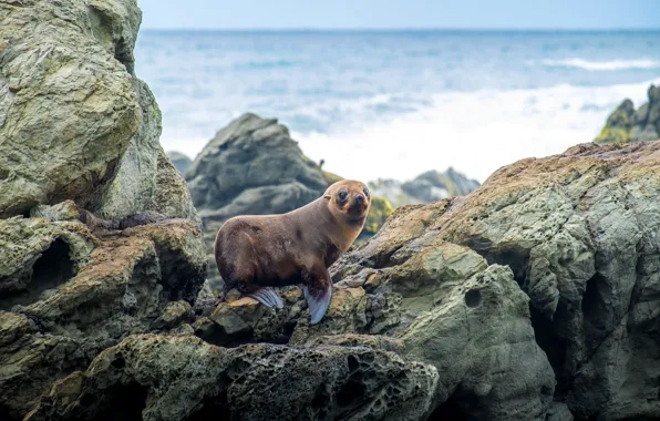 Sea, landscape, nature, stones, rocks, shore, seal, New Zealand