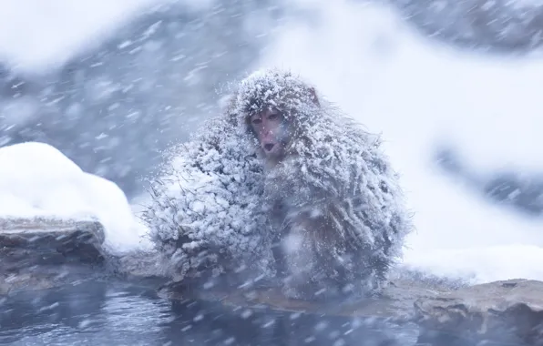 Cold, winter, water, snow, nature, pose, shore, two