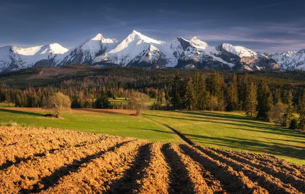 Field, forest, mountains, earth, slope, the ground, arable land, furrow