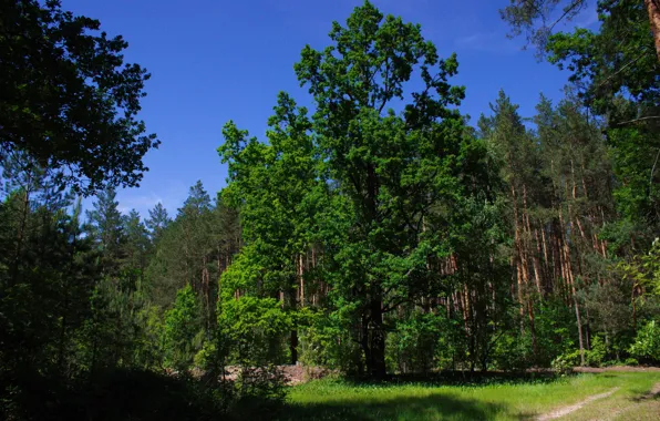 Nature, tree, foliage, oak