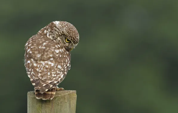 Owl, bird, stump, back, speckled