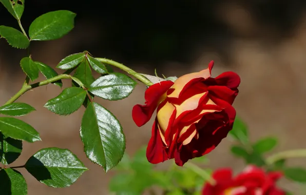 Leaves, flowers, red, background, roses, garden, stem, buds