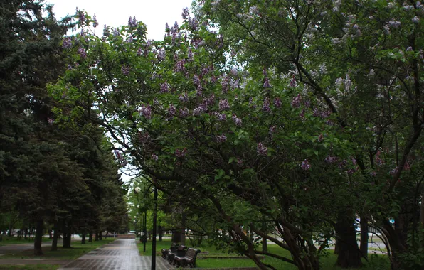 The sky, trees, the city, Russia, lilac, Samara, Stan, Bulgarian Square