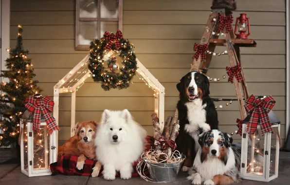 Look, pose, dog, Christmas, New year, white, face, Samoyed