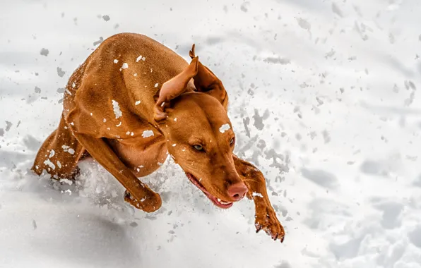 Winter, snow, dog