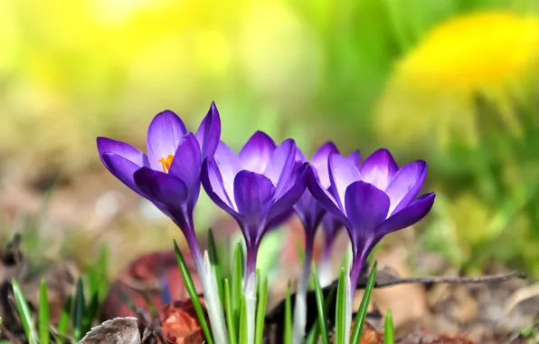 Picture flowers, crocuses, flowers, spring, purple, meadow, crocus