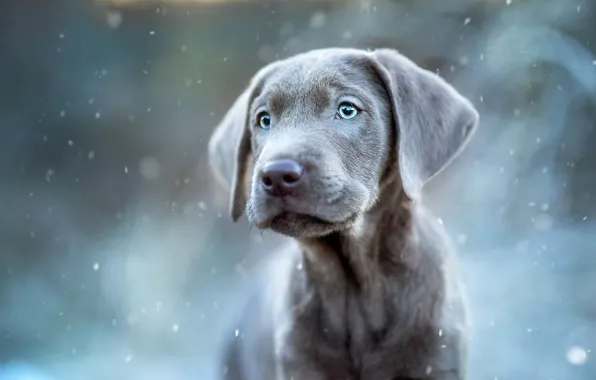 Winter, look, portrait, puppy, snowfall, the Weimaraner