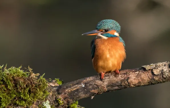 Picture bird, moss, branch, Kingfisher