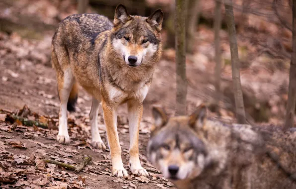 Forest, look, wolf, wolves, bokeh, two wolves