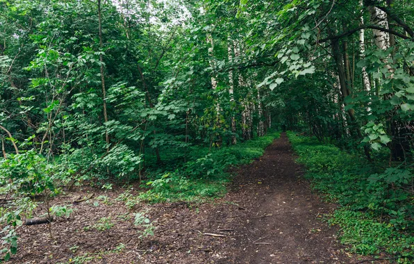 Forest, trees, nature, Russia, birch, path, Artem