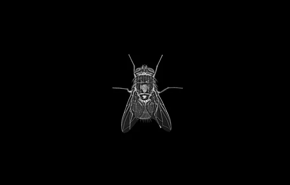 BACKGROUND, BLACK, INSECT, FLY