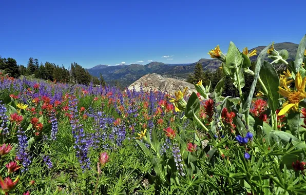 Picture flowers, mountains, meadow, CA, California, Sierra Nevada, Sierra Nevada, Eldorado National Forest