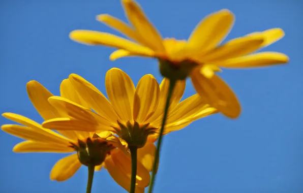 The sky, texture, petals, stem, canvas