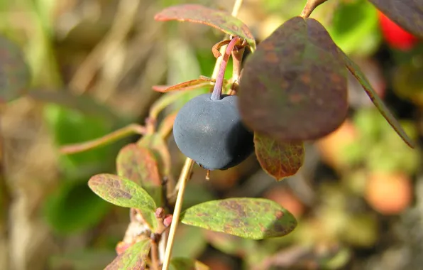 Plants, berry, leaves, tundra