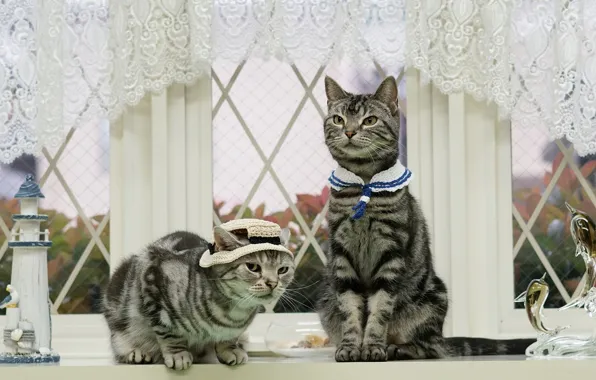 Cat, cat, look, glass, leaves, cats, house, cats