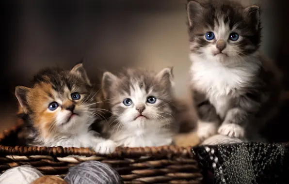 Cat, look, cats, tangle, pose, kitty, kittens, blue eyes