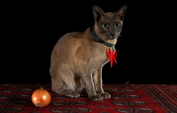 Cat, look, red, pose, carpet, necklace, pepper, black background