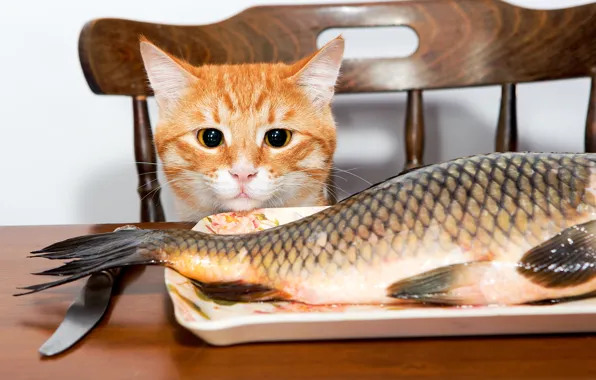 Cat, table, fish, red, chair, knife