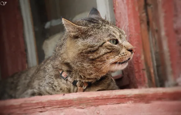 Cat, Boss, in the window