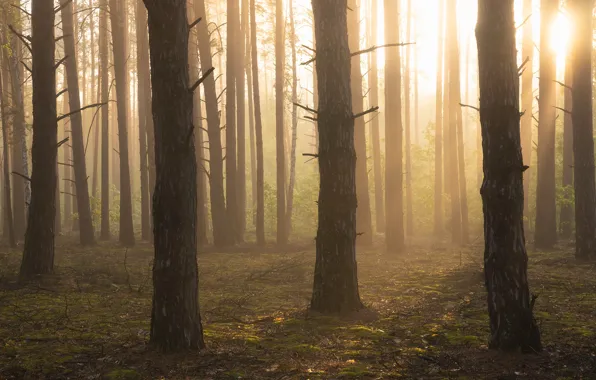 Forest, the sun, light, trees, branches, fog, trunks, morning