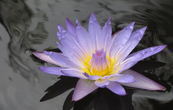 Lily, lilac, on the water