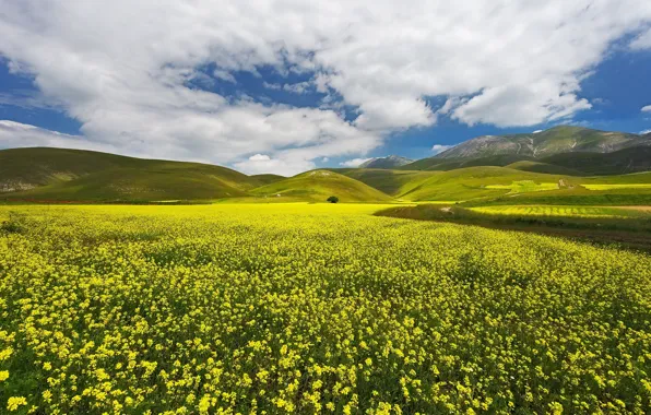 Hills, meadow, yellow flowers