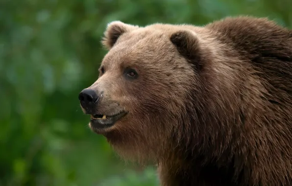 Picture look, face, portrait, bear, Kodiak