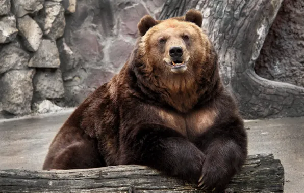 Picture nature, bear, zoo
