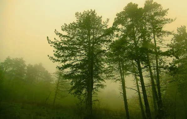 Forest, trees, nature, fog, forest, Nature, trees, fog