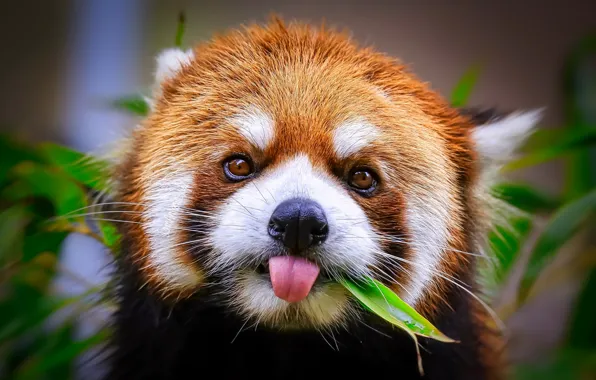 Nature, background, Panda