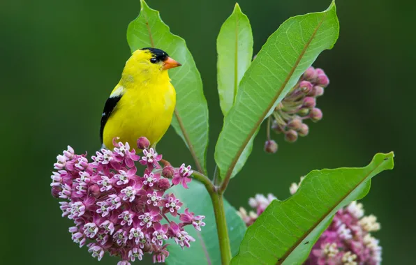 Flowers, bright, bird, goldfinch