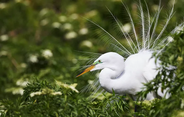 Bird, tail, white, the bushes, Heron, bokeh