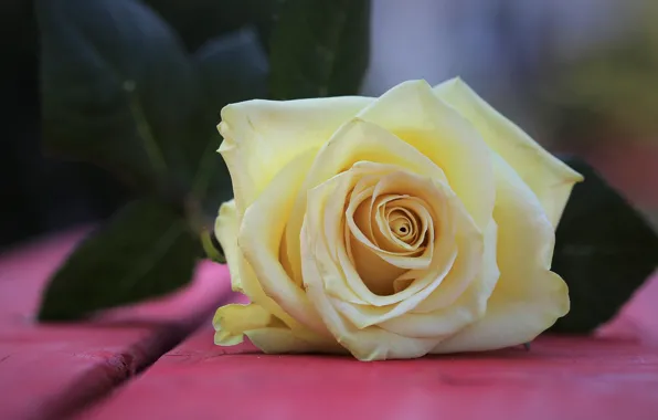 Flower, Board, rose, white, yellow, bokeh