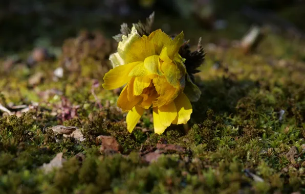 Picture flowers, yellow, glade, moss, lies, bokeh