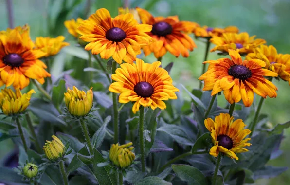 Flowers, bright, bouquet, orange, rudbeckia