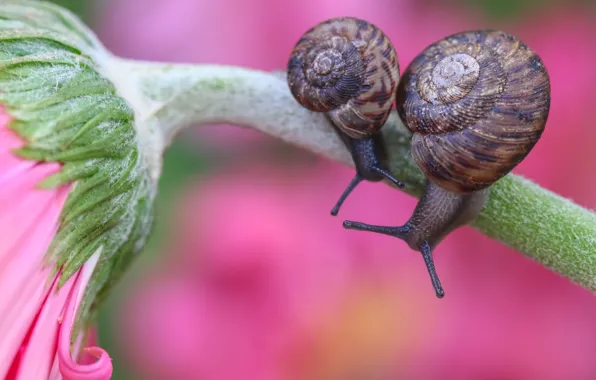 Picture macro, flowers, background, two, snail, pink, a couple