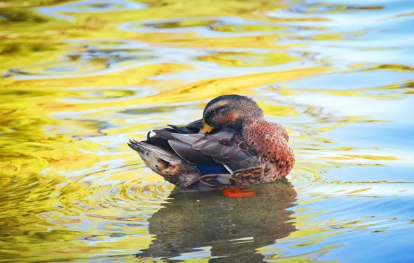 Picture water, pose, bird, duck, the bottom, bright colors, pond, cleans feathers
