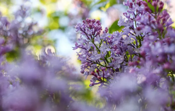 Flowers, branches, color, spring, lilac