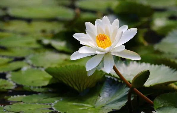 White, leaves, water Lily