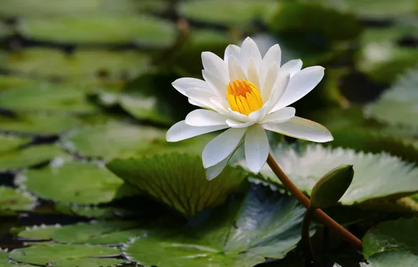 Picture leaves, white, water Lily
