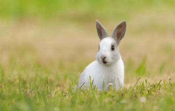 Greens, white, grass, look, glade, rabbit, face, sitting