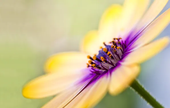 Macro, flowers, yellow, petals