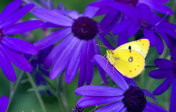 Flowers, butterfly, contrast