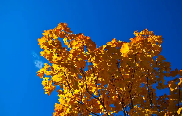 Autumn, the sky, leaves, tree