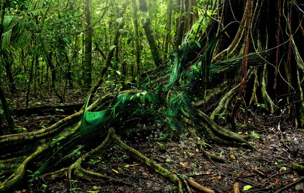 Picture green, forest, tree, roots